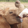 Elephant orphans, Drinking milk
