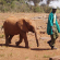 Elephant orphans, Sheldricks, Nairobi, Kenya