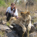 Lion work in Victoria Falls