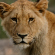Close up to a lion 