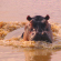 Hippo Ngorongoro Crater